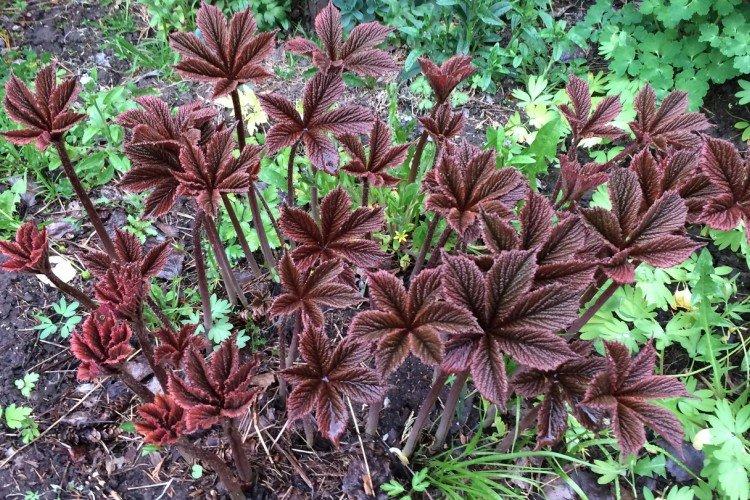 Роджерсия – фото