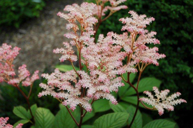 Роджерсия – фото