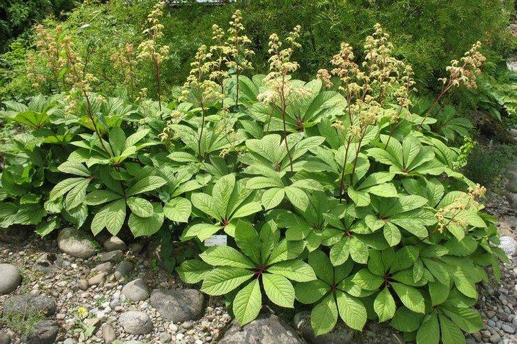 Роджерсия – фото