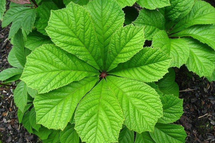 Роджерсия – фото