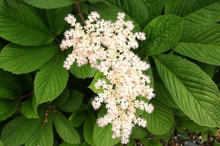 Роджерсия – фото