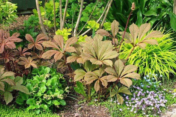 Роджерсия – фото