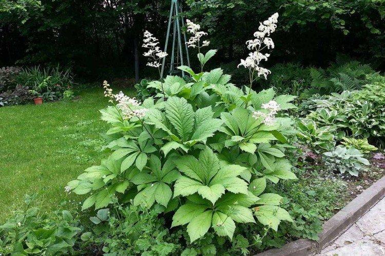 Роджерсия – фото