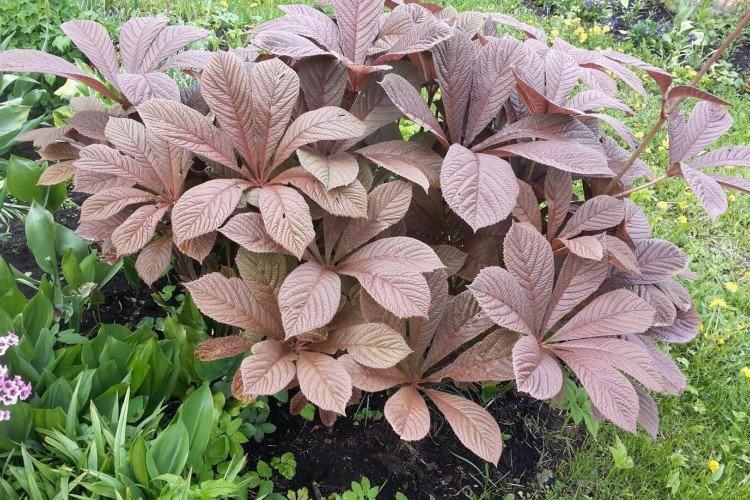 Роджерсия – фото