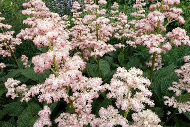 Роджерсия – фото