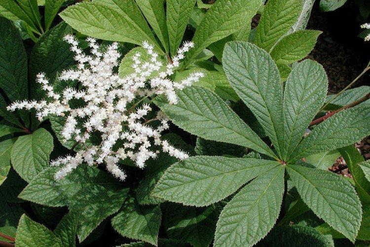 Роджерсия – фото