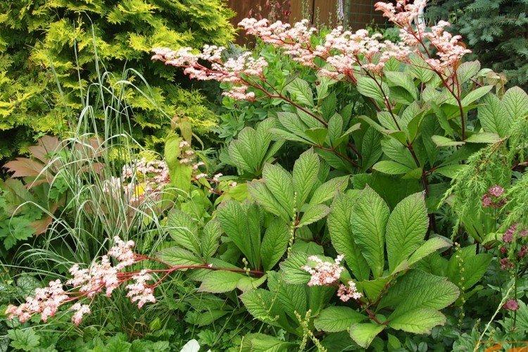 Роджерсия Хенрици