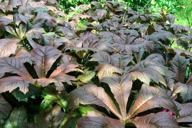 Стополистная роджерсия