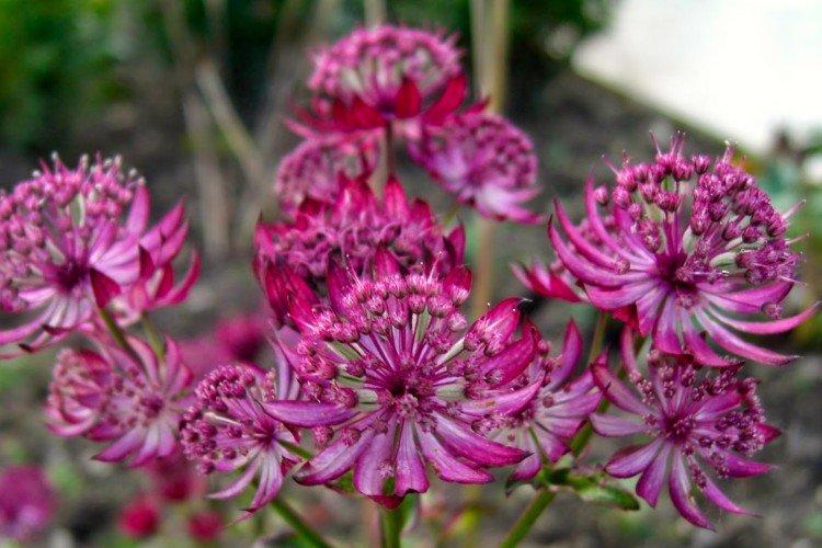 Астранция – фото