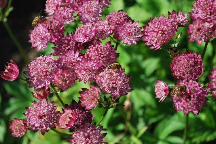 Астранция – фото