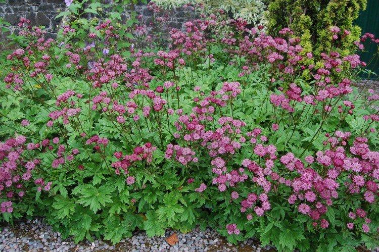 Удобрения и подкормка