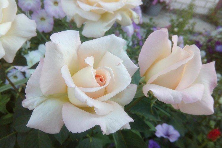 Сады Богатель