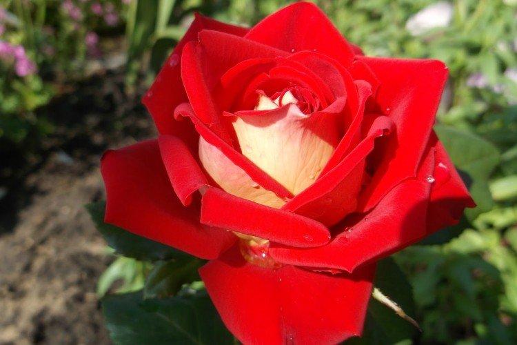 Чайно-гибридные розы – фото