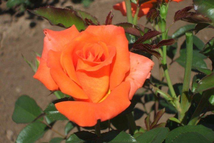 Чайно-гибридные розы – фото