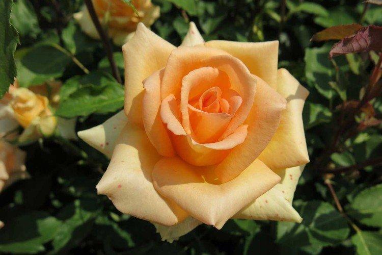 Чайно-гибридные розы – фото