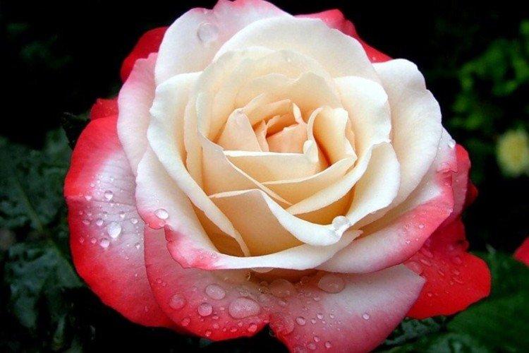 Чайно-гибридные розы – фото