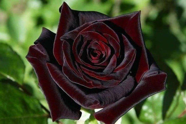 Чайно-гибридные розы – фото