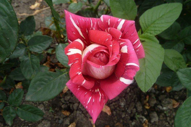 Чайно-гибридные розы – фото