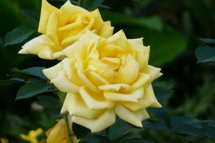 Чайно-гибридные розы – фото