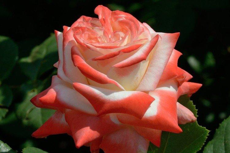 Чайно-гибридные розы – фото