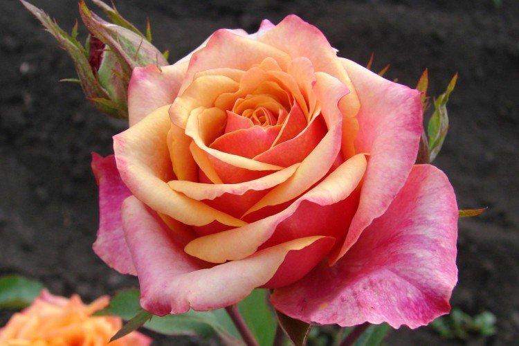 Чайно-гибридные розы – фото