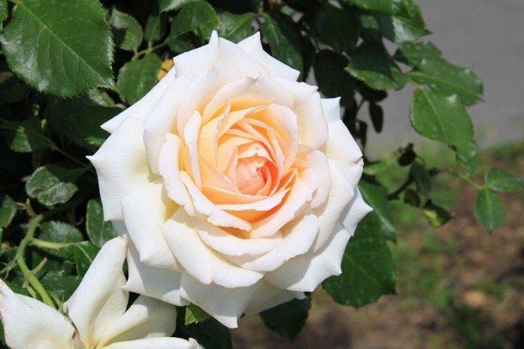 Чайно-гибридные розы – фото