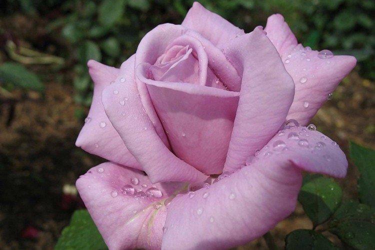 Чайно-гибридные розы – фото