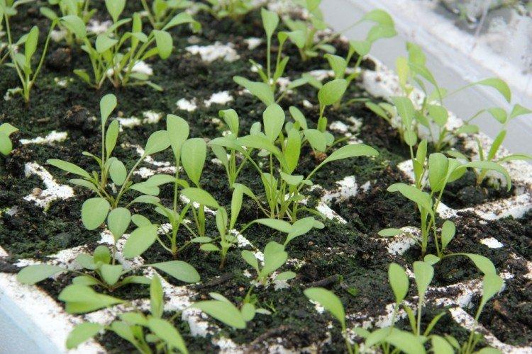 Посадка и размножение