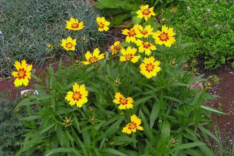 Борьба с вредителями и болезнями