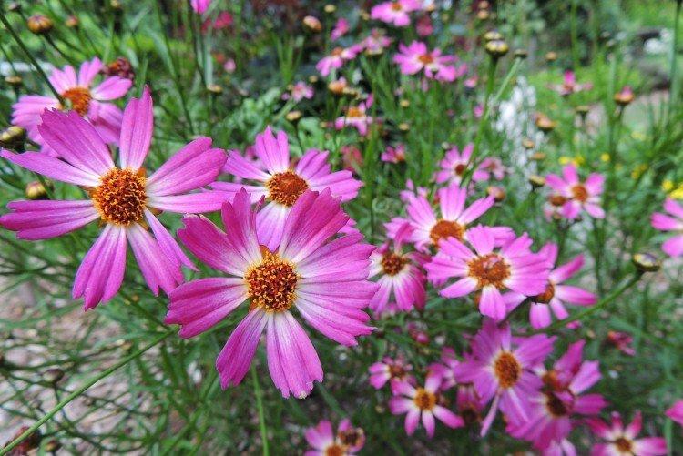 Кореопсис – фото