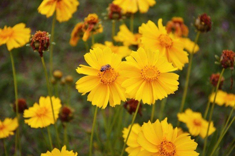 Кореопсис – фото