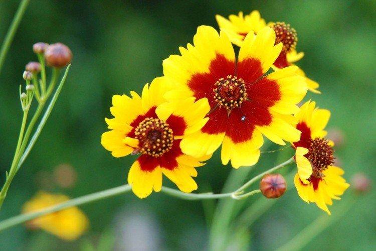 Кореопсис – фото