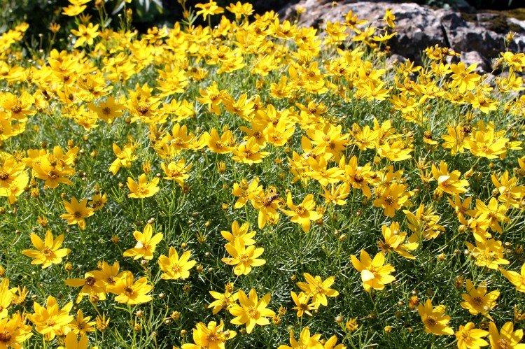 Кореопсис – фото