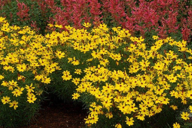 Кореопсис – фото