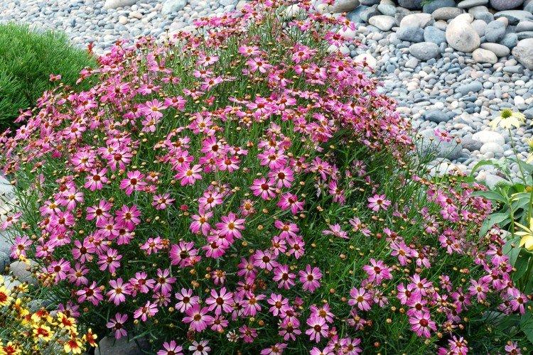 Кореопсис – фото