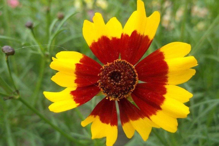 Кореопсис – фото