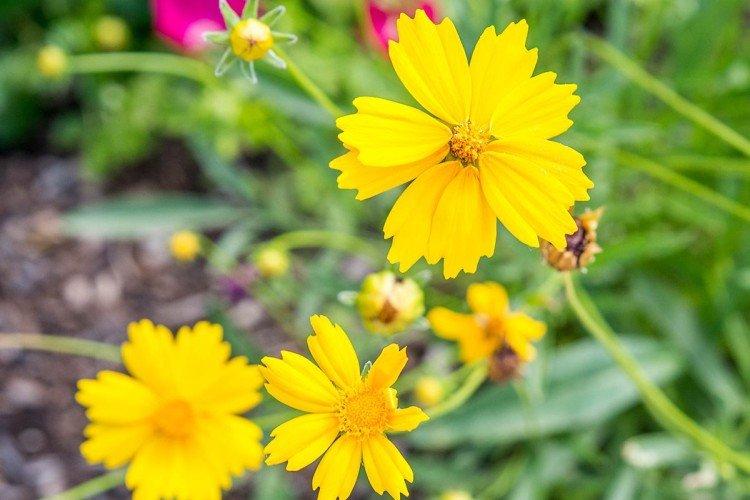 Кореопсис – фото