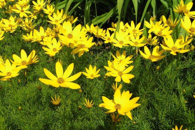 Мутовчатый кореопсис