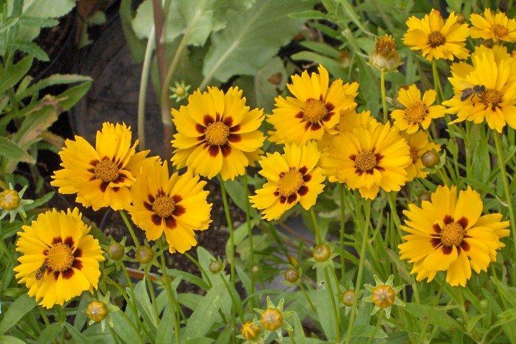 Кореопсис – фото