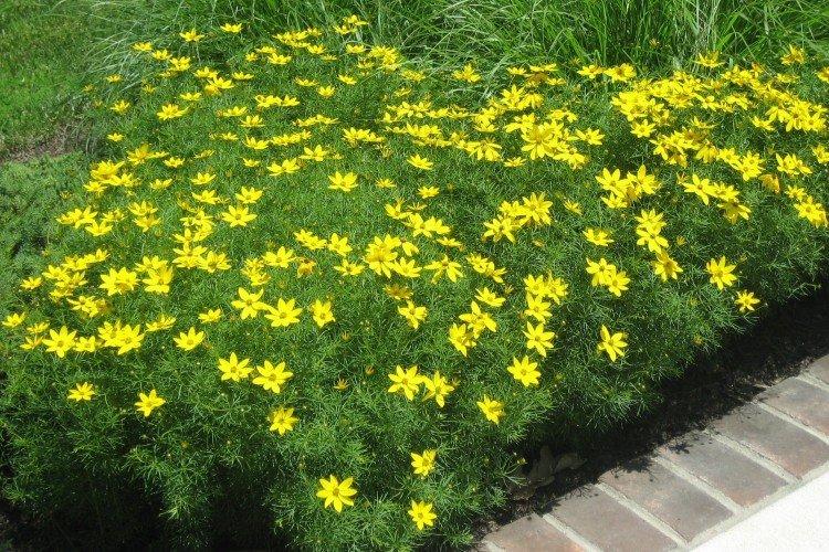 Кореопсис – фото