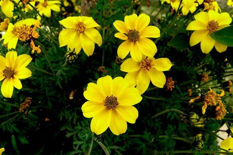 Ферулелистный кореопсис