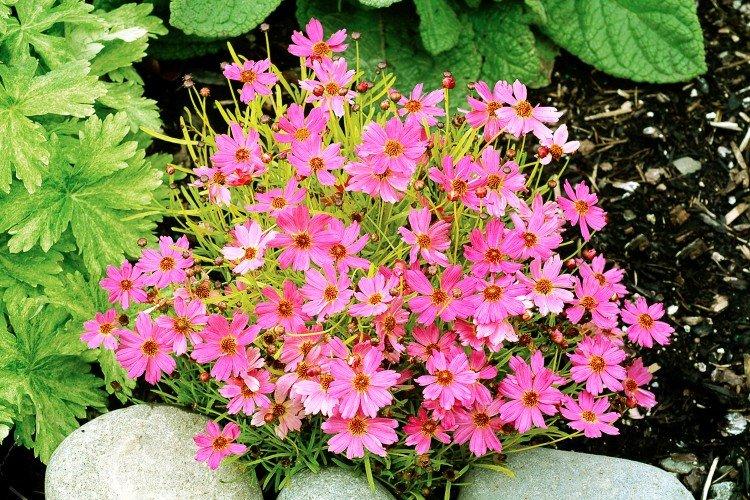 Розовый кореопсис