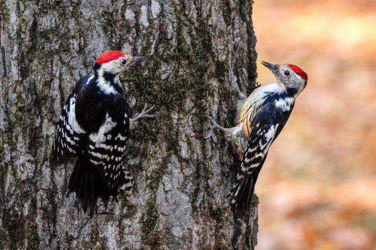 Размножение дятлов