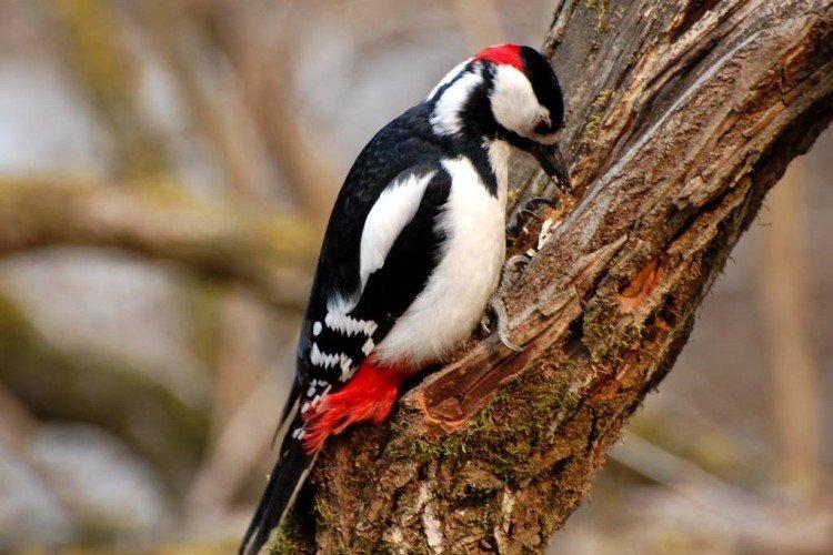 Естественные враги