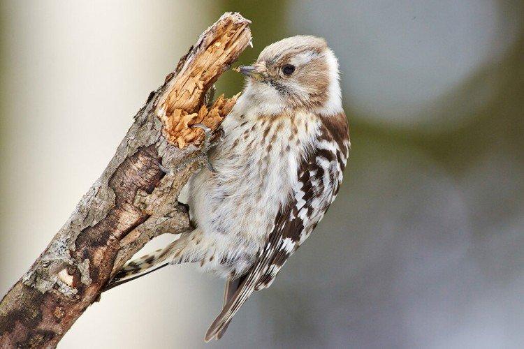 Дятел – фото птицы