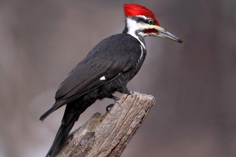 Дятел – фото птицы