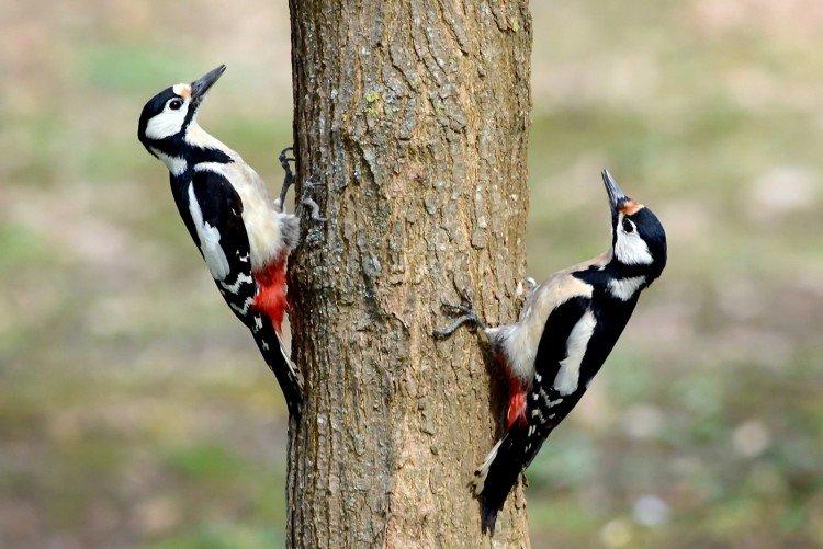 Дятел – фото птицы