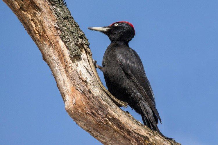 Дятел – фото птицы