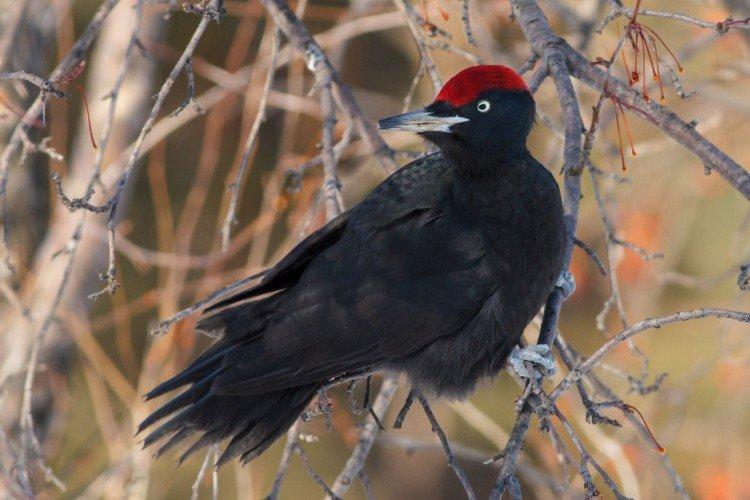 Дятел – фото птицы