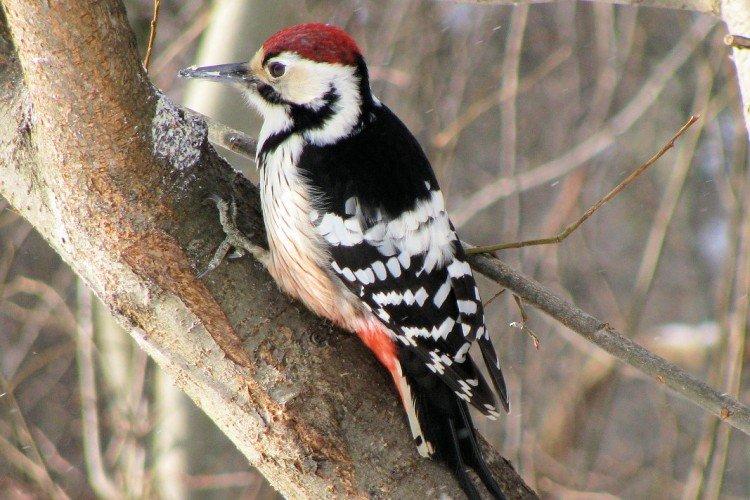 Дятел – фото птицы